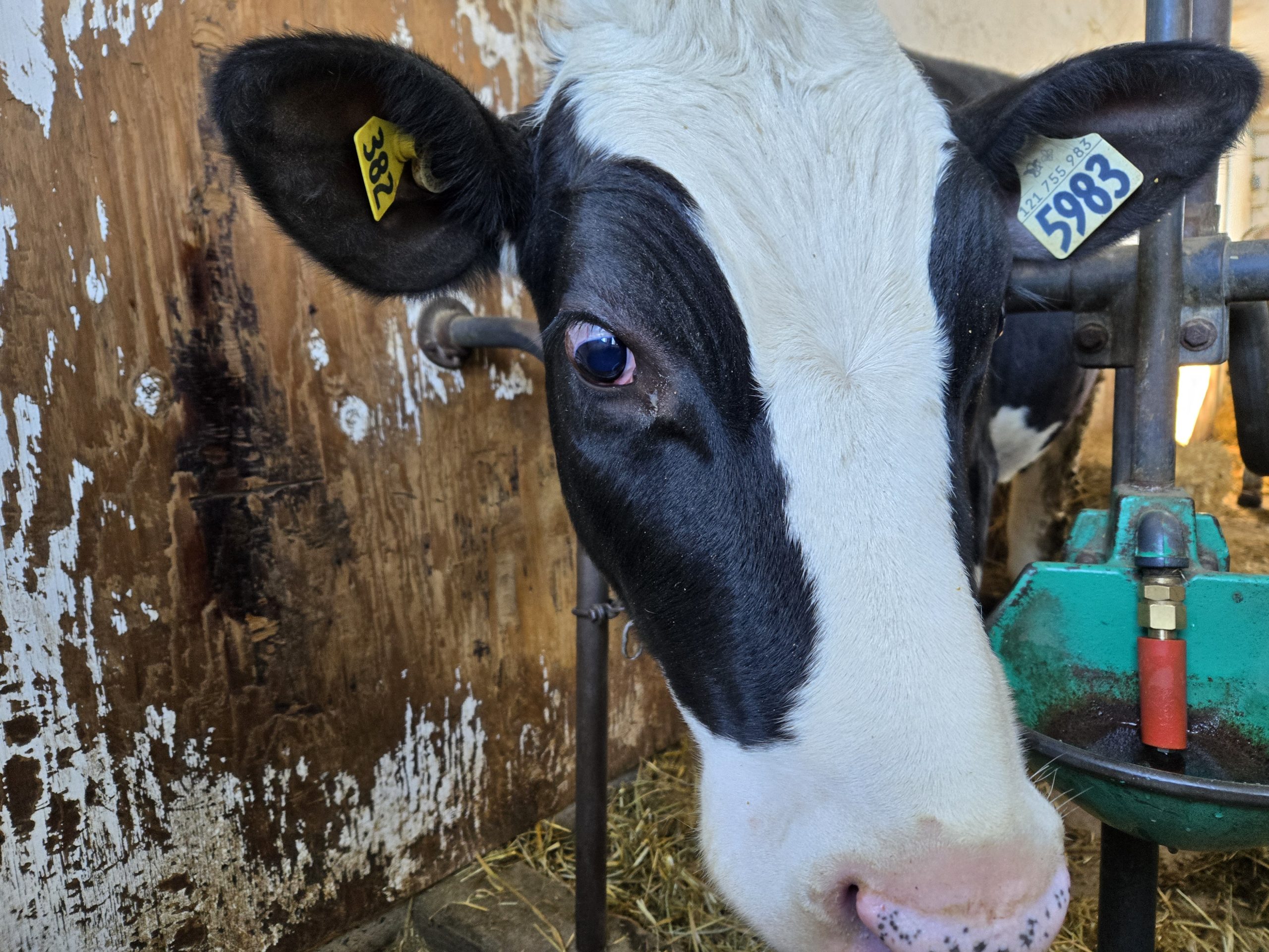 Jaser quotas avec Denis