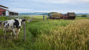 Actualité agricole Québec 18 août 2026, vache laitière, champ de céréales et machinerie partagée