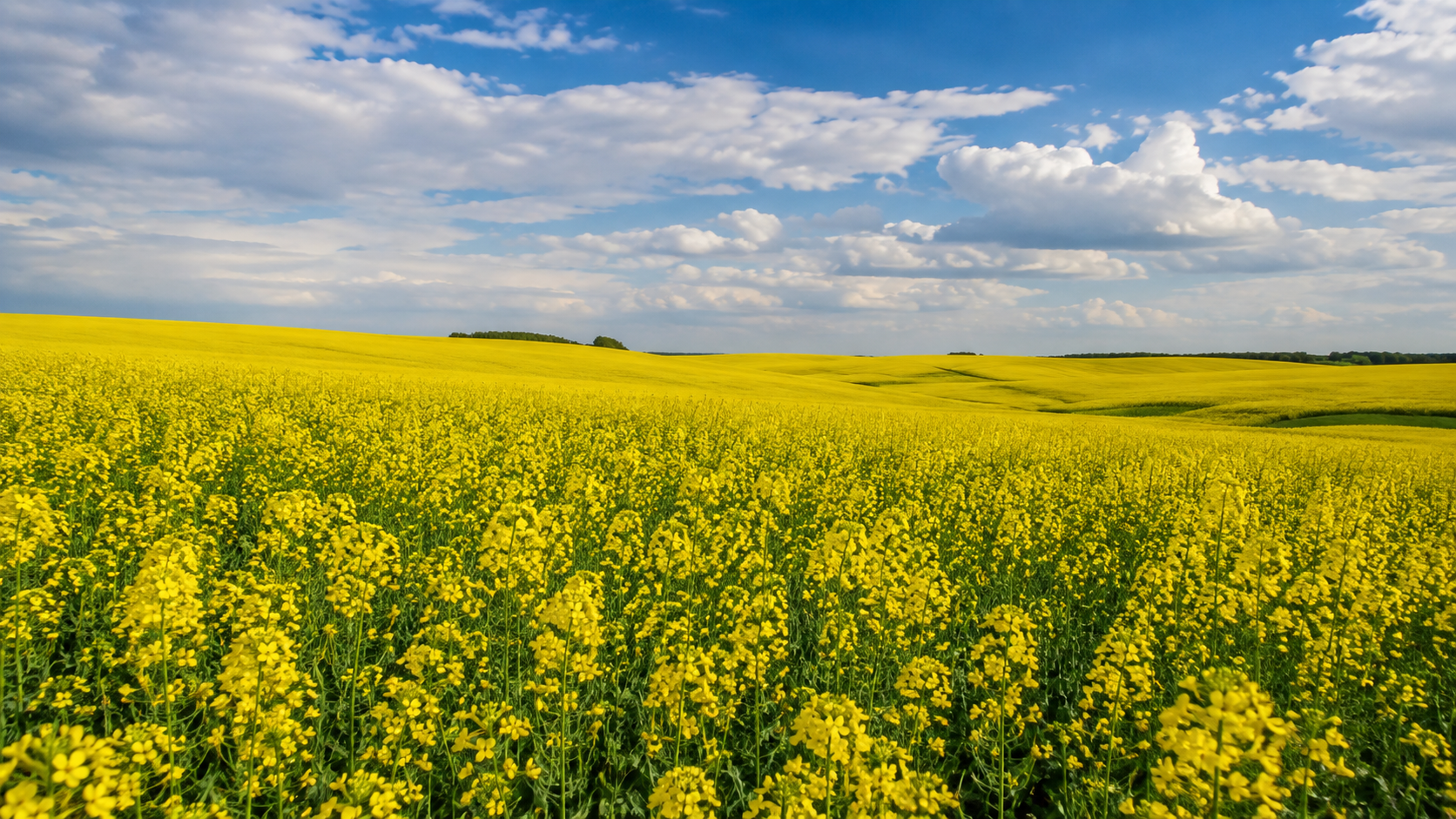 Canadian canola field in bloom under a blue sky