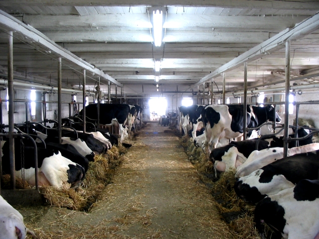 Vaches laitières dans une étable au Québec