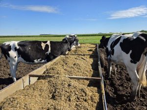 Nourrir les taures au parc : taures et vaches taries mangeant directement dans le chariot d’ensilage