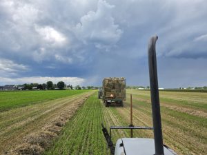 Un wagon chargé de petites balles de paille d’orge avance sous un ciel d’orage.