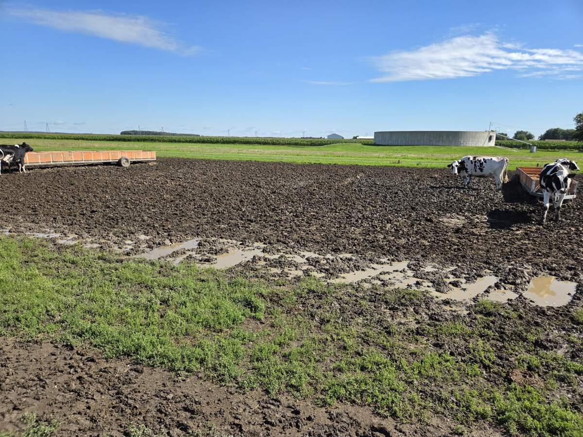 Parc extérieur très boueux après plusieurs jours de pluie avec les chariots et les vaches