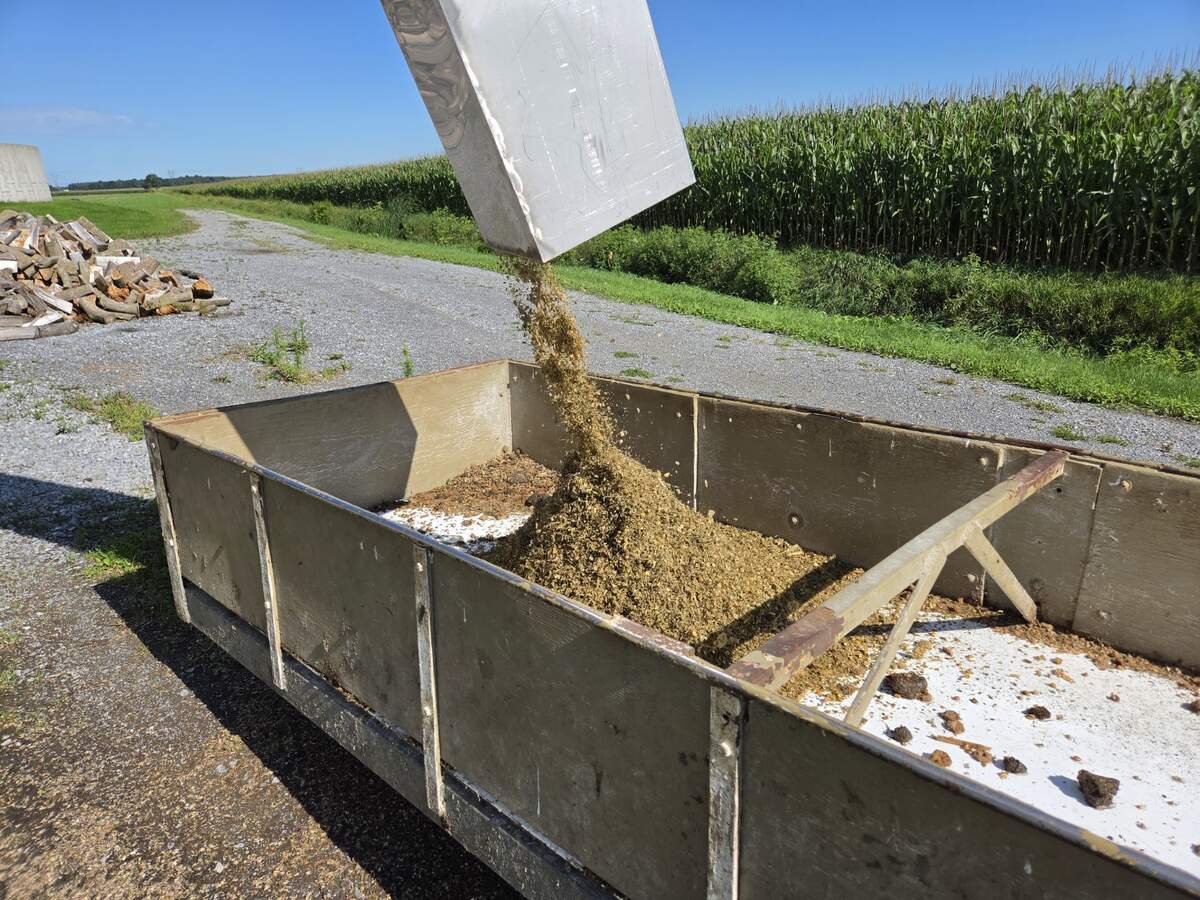 Ensilage de maïs tombant du convoyeur dans le chariot d’alimentation