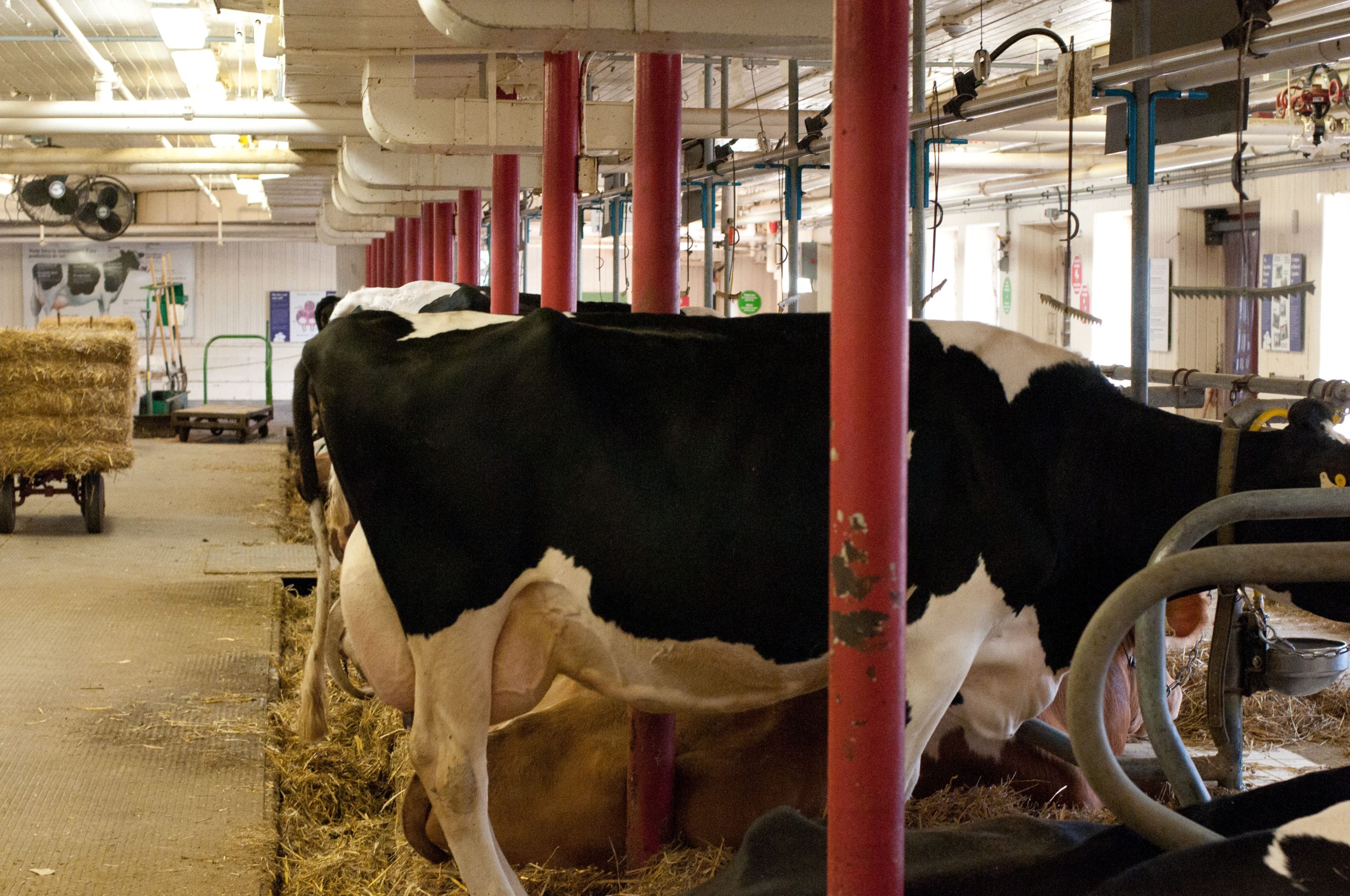 Vaches laitières à l’étable au Canada