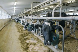 Vaches laitières dans une étable au Témiscamingue, au Québec