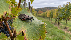 Fulgore tacheté adulte posé sur une feuille de vigne dans un vignoble