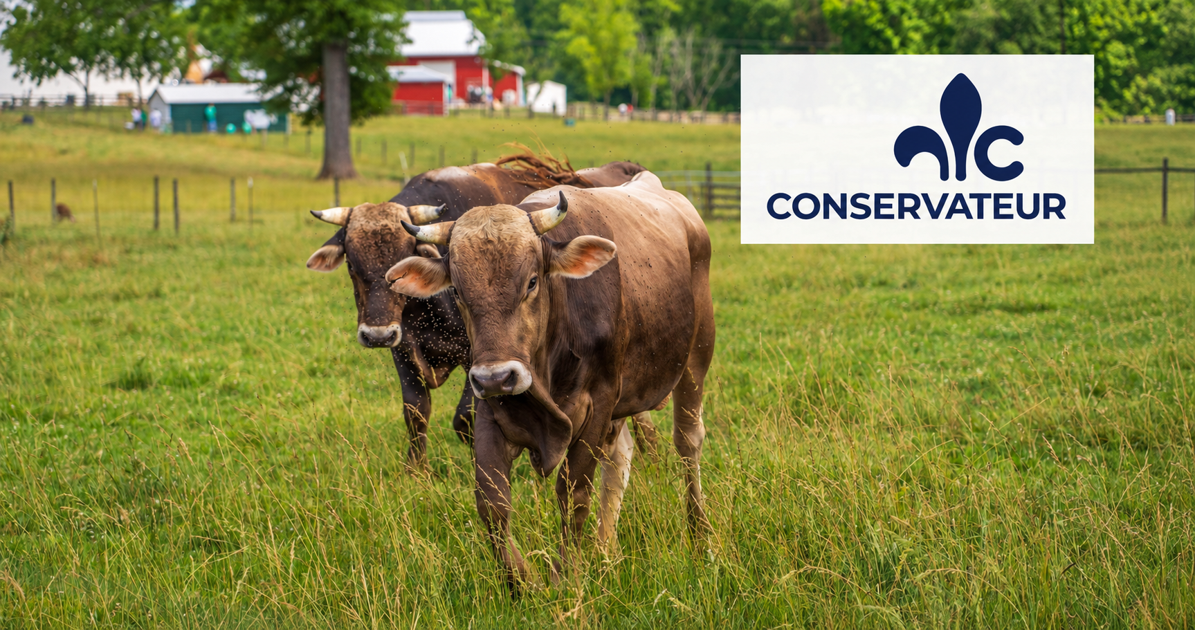 Bovins dans un pâturage devant une ferme avec le logo complet du Parti conservateur du Québec à droite